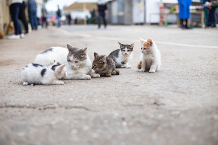 野良猫の家族