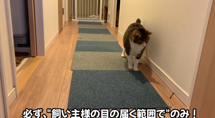 綿棒を見つめる猫