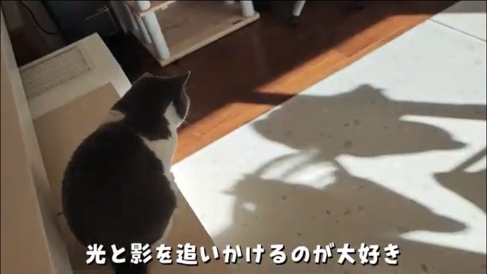 影を見つめる猫