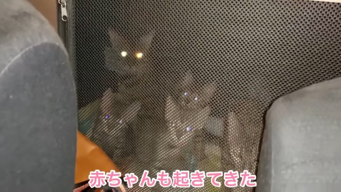 ソフトケージの中にいる猫