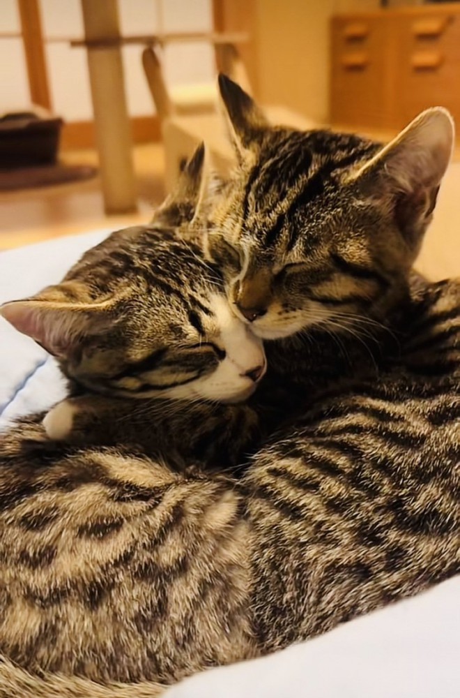 抱き合って寝る2匹の子猫
