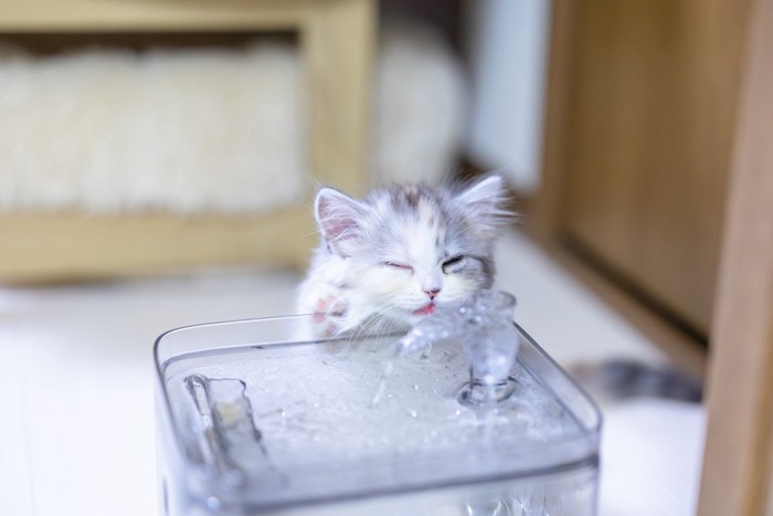 自動給水器で水を飲む子猫