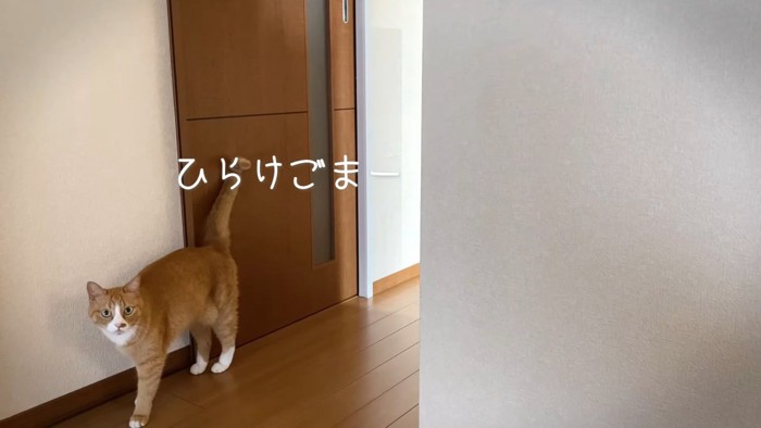 立っている猫