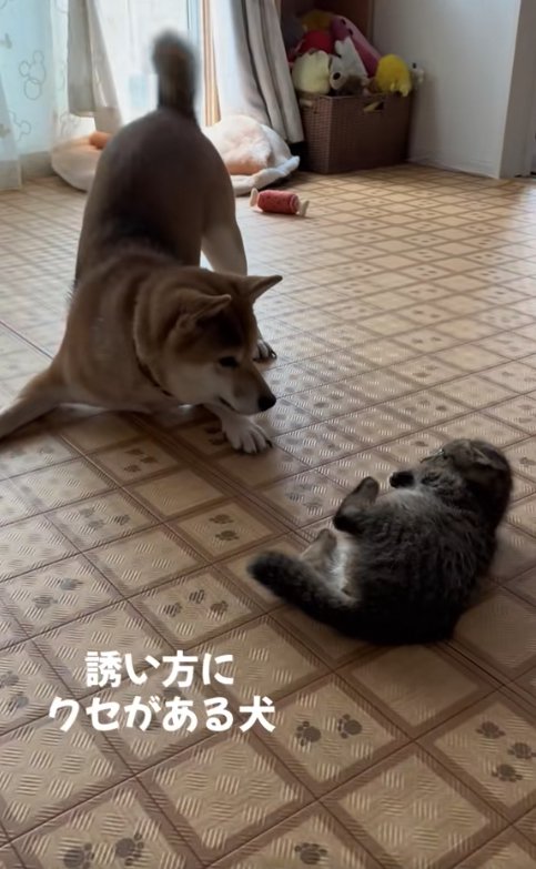 子猫にプレイバウをしている柴犬