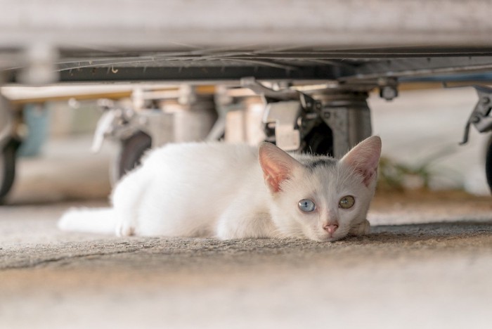 家具の下に隠れる猫