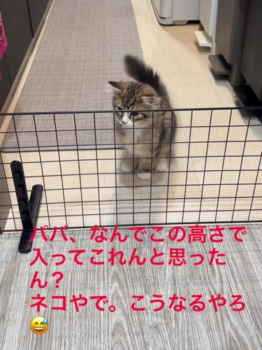 しっぽを上げている猫