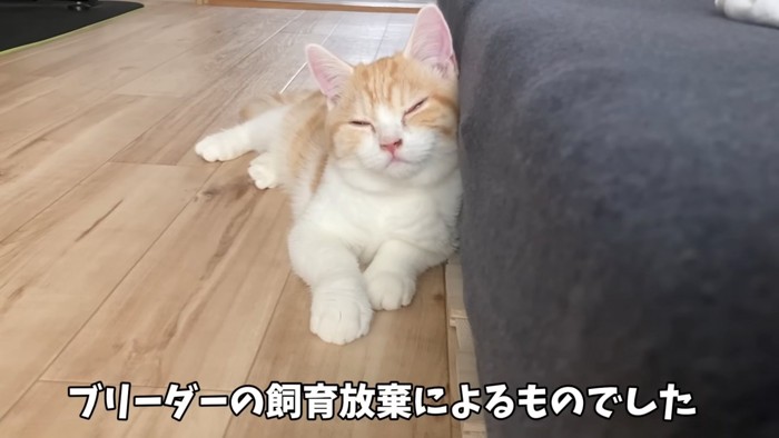寝そべる猫