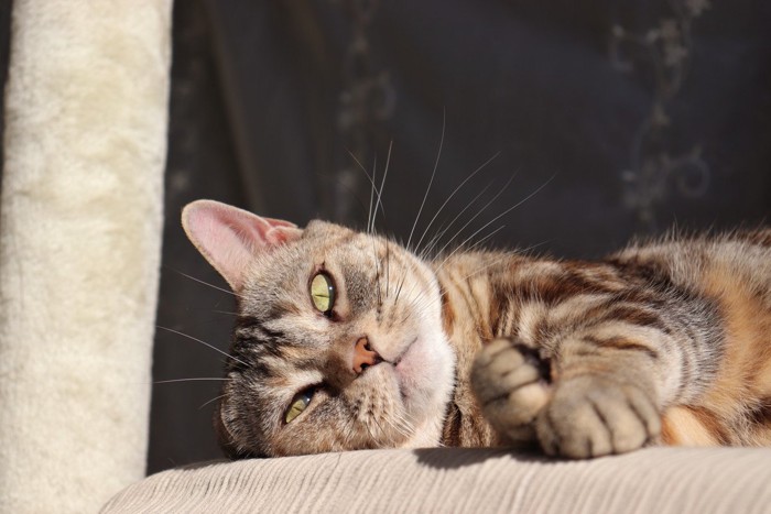 横になっている猫