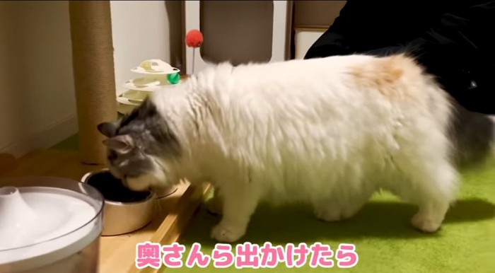 ご飯を食べる猫