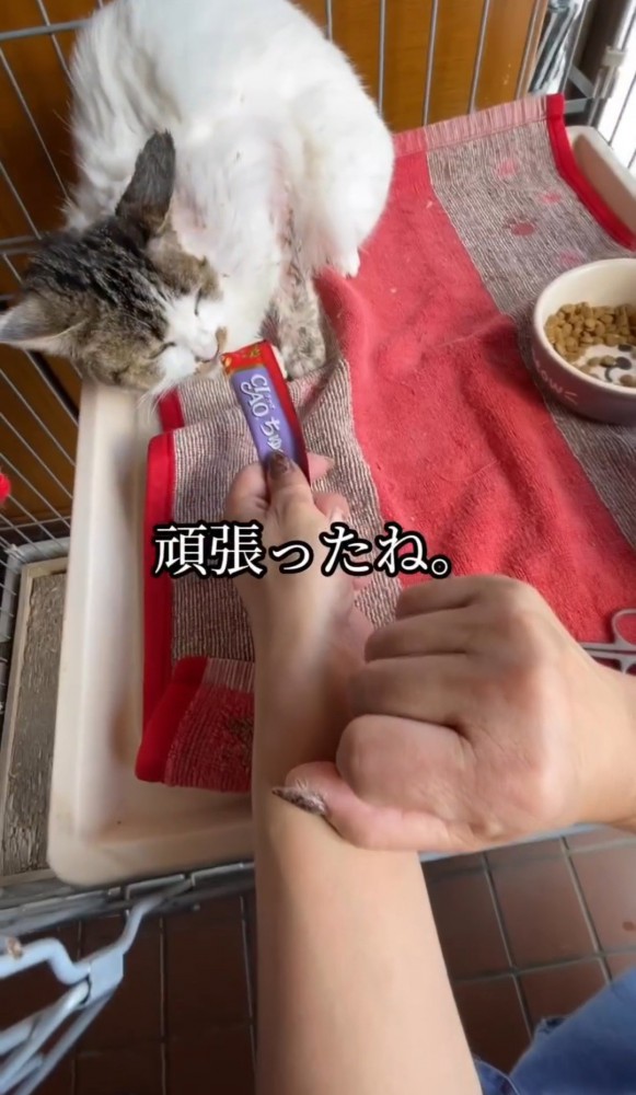 おやつを食べる猫