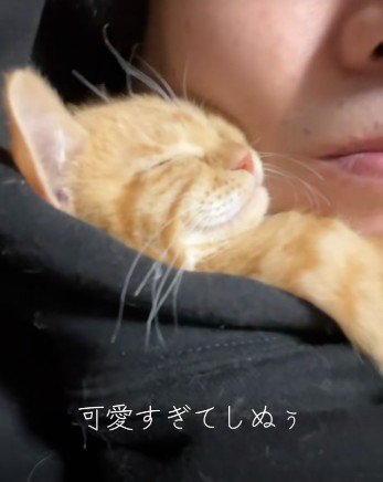 人に抱き着いて寝ている子猫