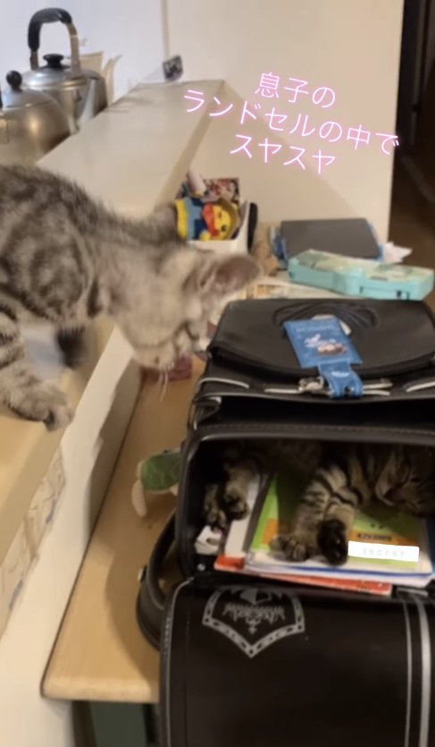 カウンターの上からランドセルの中を覗き込む子猫(字幕あり)