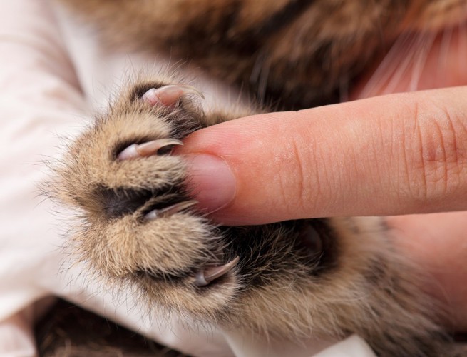 伸びた猫の爪