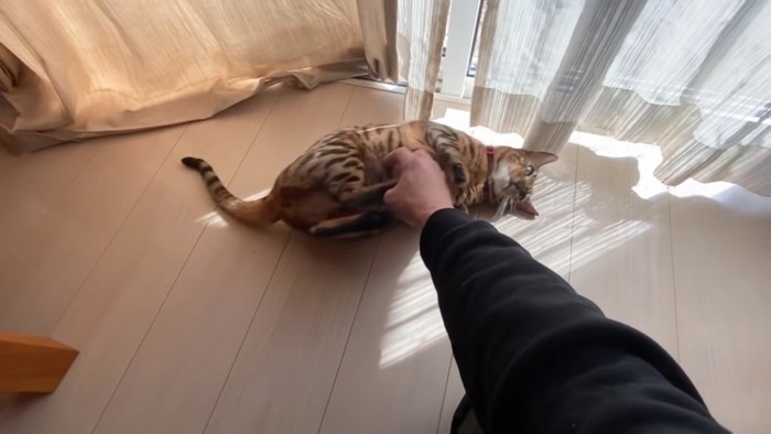 仰向けで人の手を蹴る猫