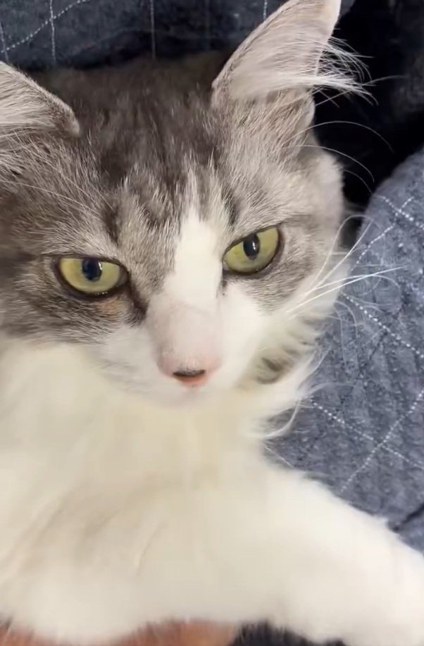 見つめる猫