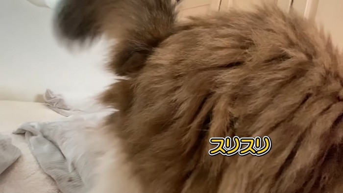 猫の背中