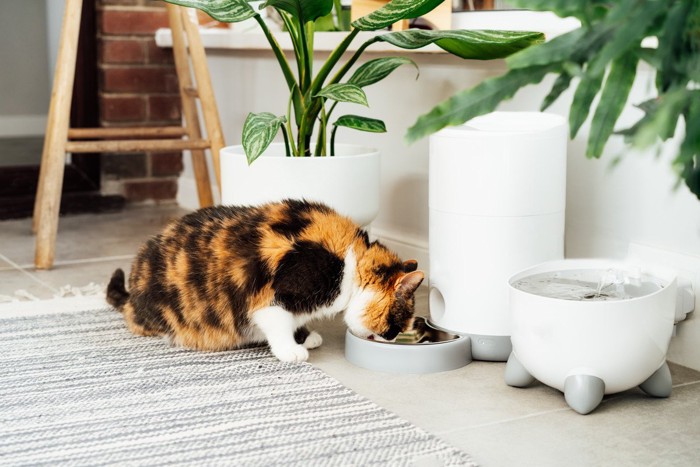 自動給餌器からご飯を食べる猫
