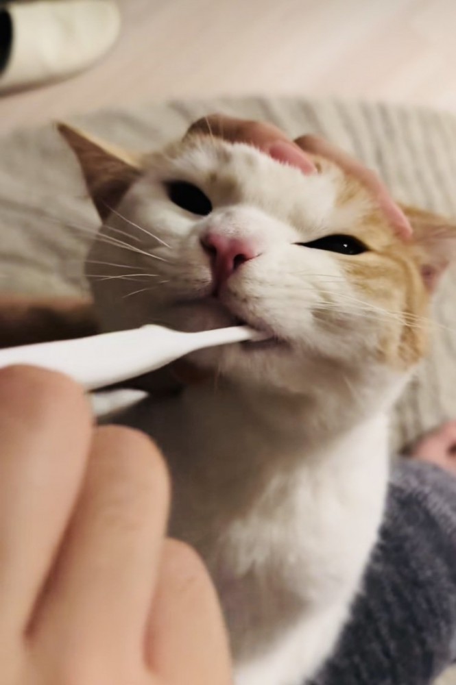 パパに歯磨きをされるマンチカン