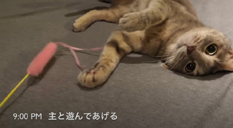 飼い主さんといっぱい遊ぶ猫