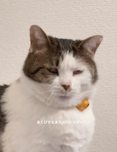 あくびが出ない猫