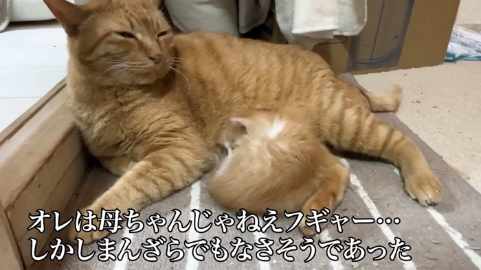 目を細める成猫