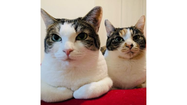 室内にいる猫