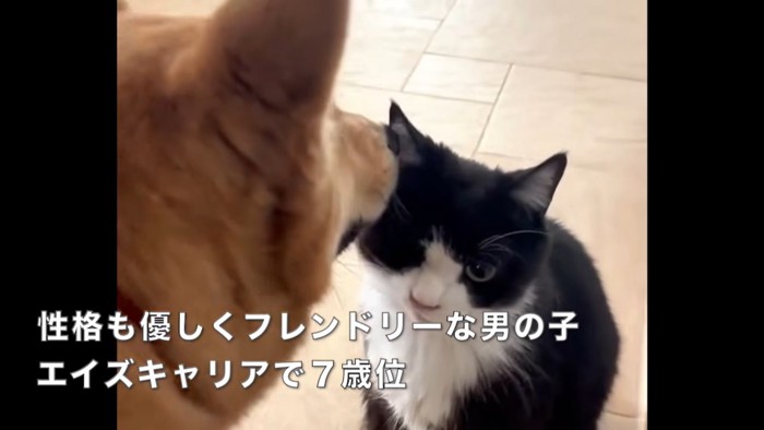 テロップ「性格も優しく~」