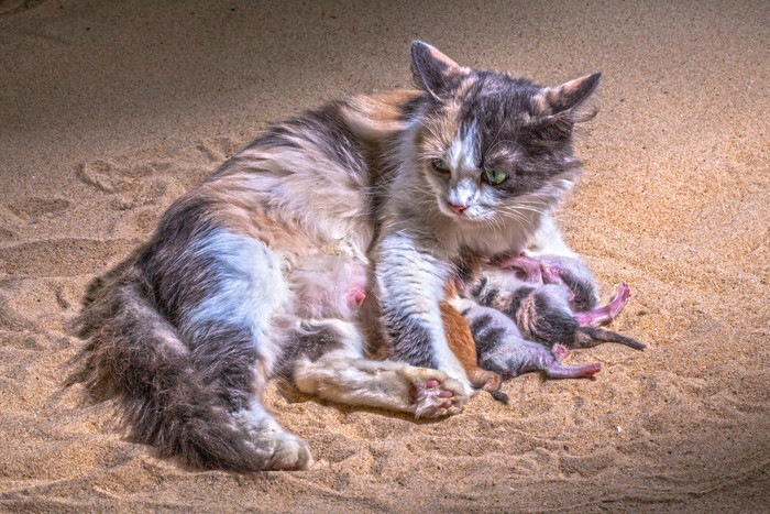 生まれたての子猫