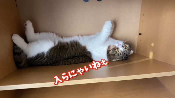 仰向けでカメラを見る猫