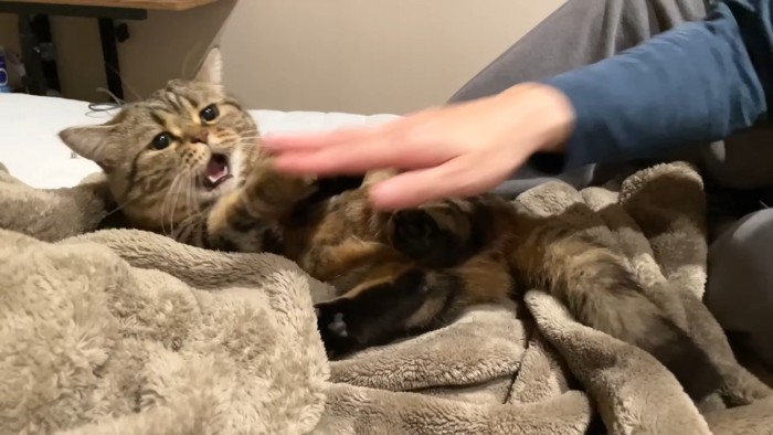 口を開けるメルくん