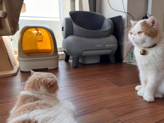 横になる猫と座る猫