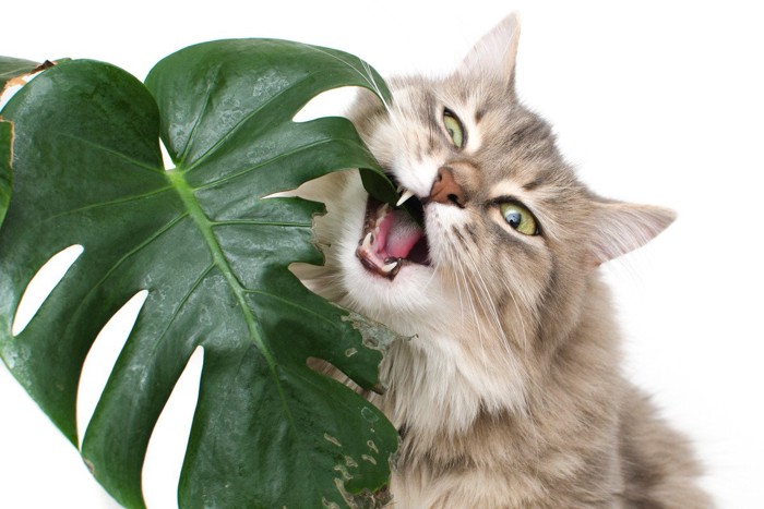 観葉植物をかじる猫
