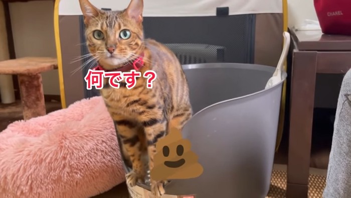 トイレ中の赤い首輪の猫