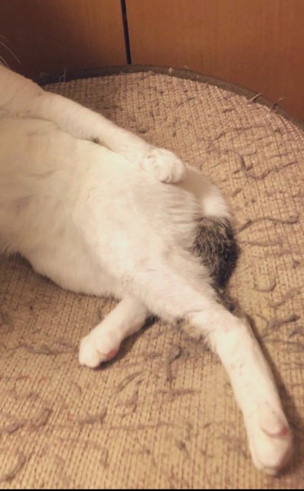 カメラの方へ伸ばされた猫の後ろ足