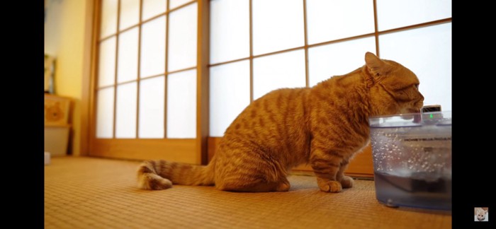 お水飲む