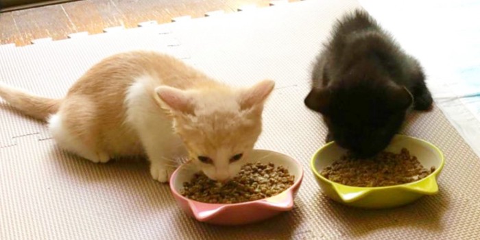 ご飯を食べる手鞠ちゃん、花火ちゃん