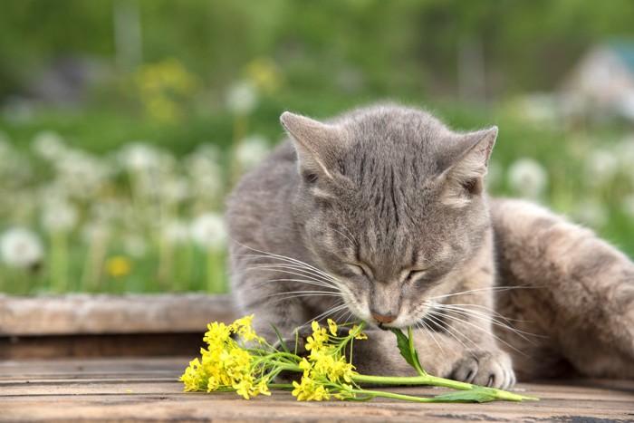 菜の花をかじる猫