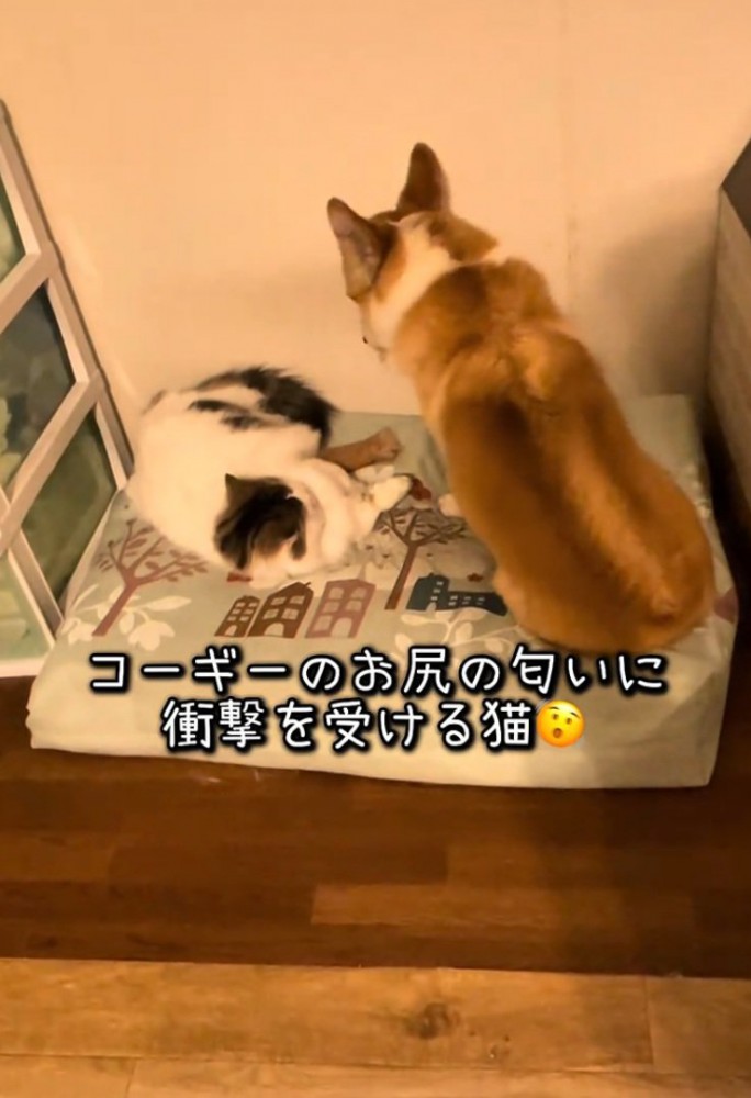 猫の下にやってきた犬