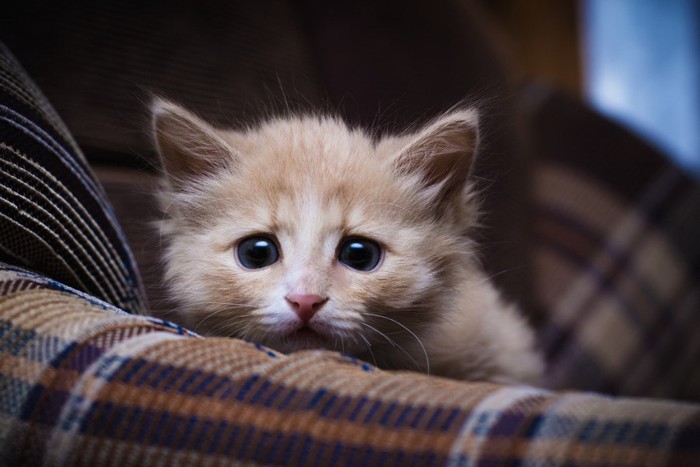 怖がる茶色の子猫