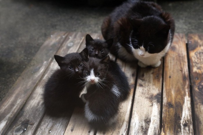 母猫から離れない子猫