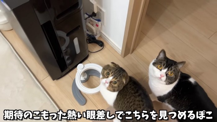 見上げる2匹の猫