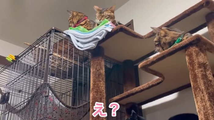 キャットタワーとケージの上にいる猫