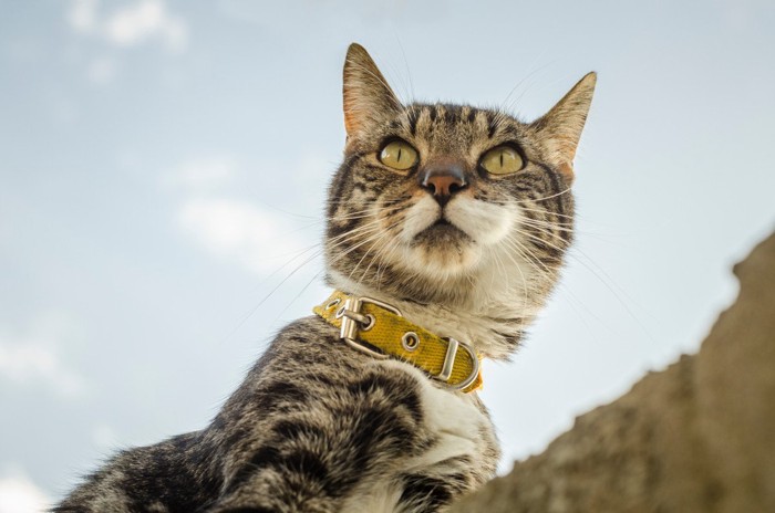 外の塀の上を歩く青空の下の首輪をした猫