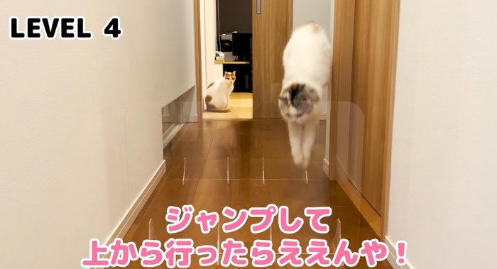 ジャンプする猫