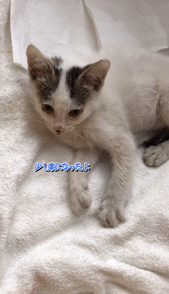 フミフミする子猫