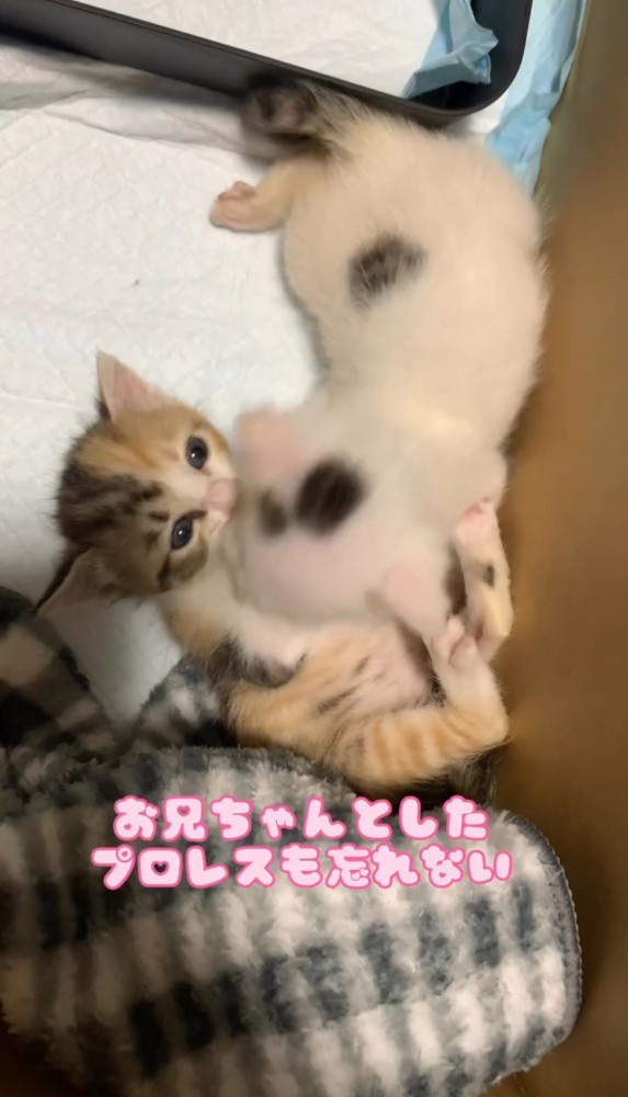 遊ぶ子猫たち