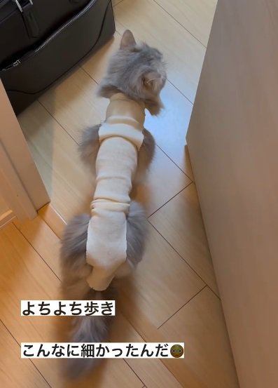 部屋の向こうの何かを見ながら真ん中に尻尾を戻す猫