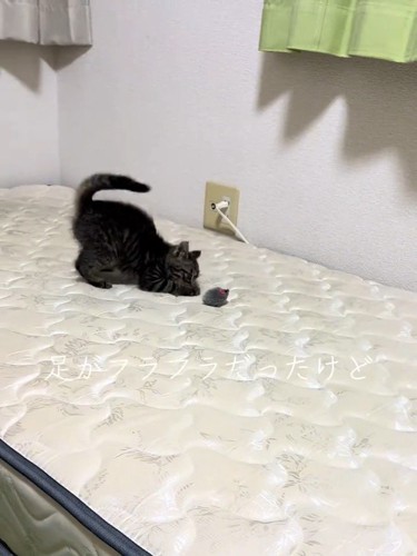 おもちゃで遊ぶ子猫