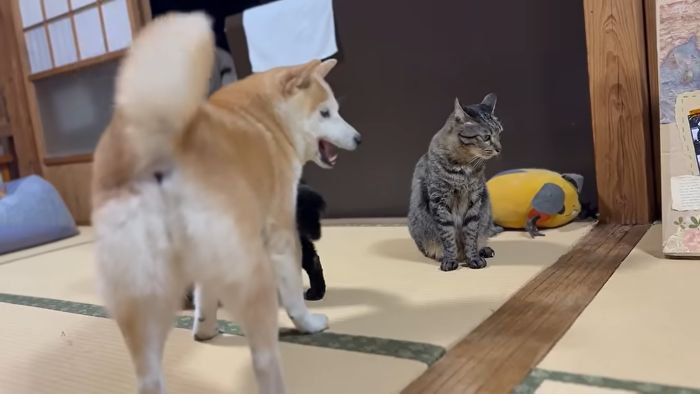 ももちゃにぺしっとする天ちゃん