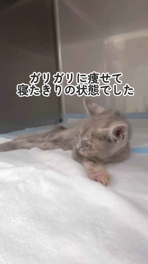 横たわる衰弱した猫